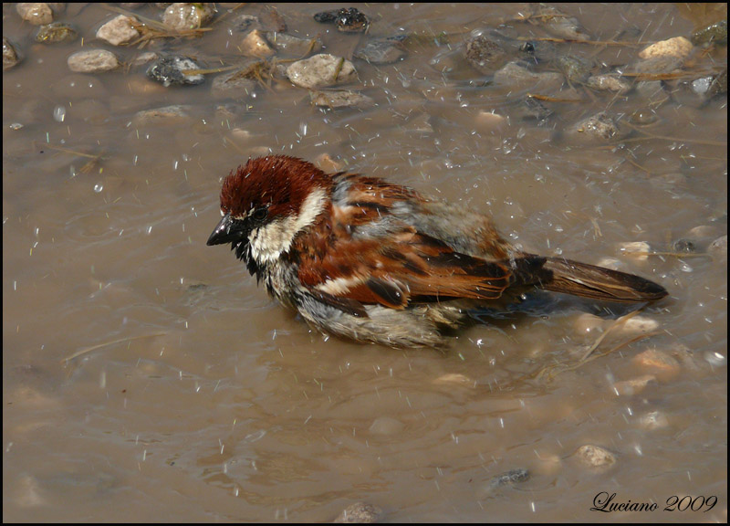 Il bagno del passero